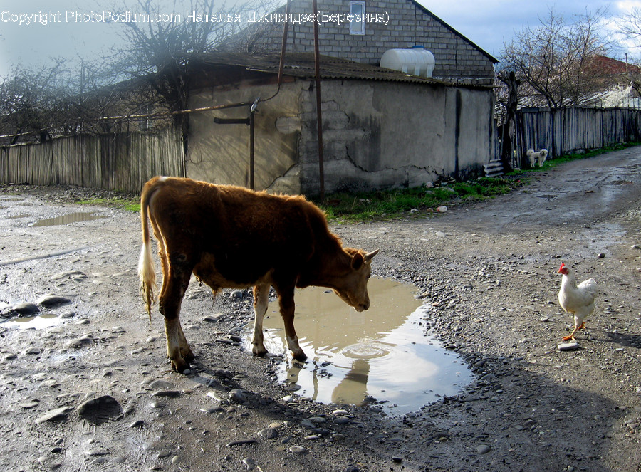 Cattle, Animal, Cow, Mammal, Bird
