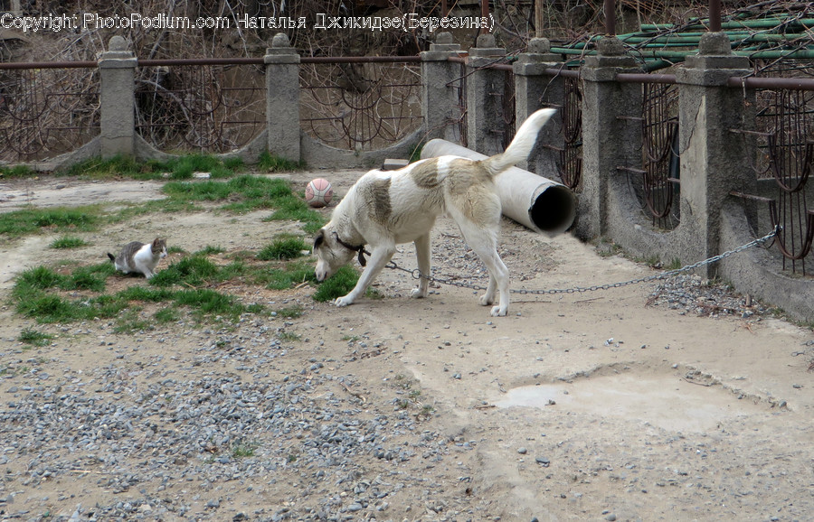 Ground, Animal, Mammal, Road, Dirt Road