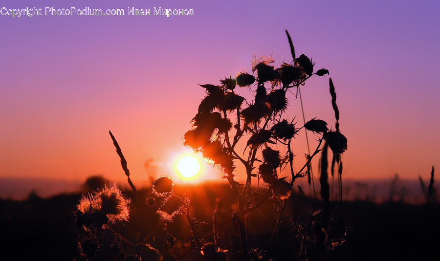 Flare, Light, Outdoors, Nature, Sunlight