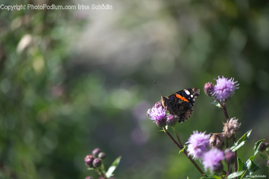 Plant, Flower, Blossom, Animal, Butterfly