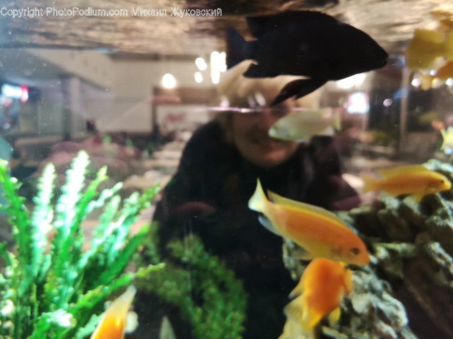 Fish, Animal, Water, Aquatic, Bird
