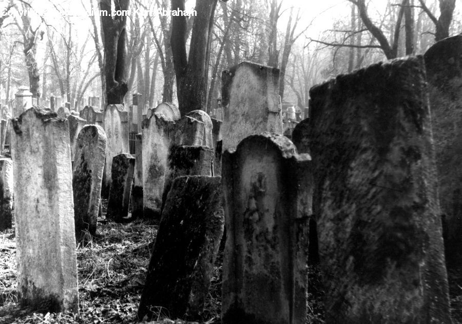 Tomb, Countryside, Outdoors, Forest, Vegetation, Plant, Tree