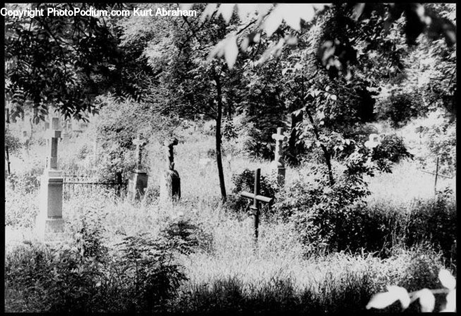 Grass, Plant, Reed, Forest, Vegetation, Bush, Blossom