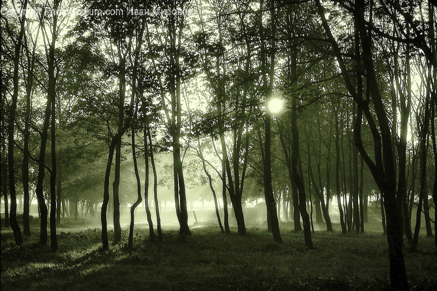 Nature, Plant, Tree, Weather, Outdoors