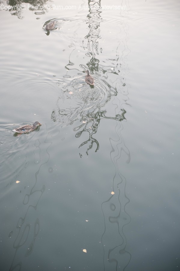 Water, Outdoors, Ripple, Sea Life, Reptile