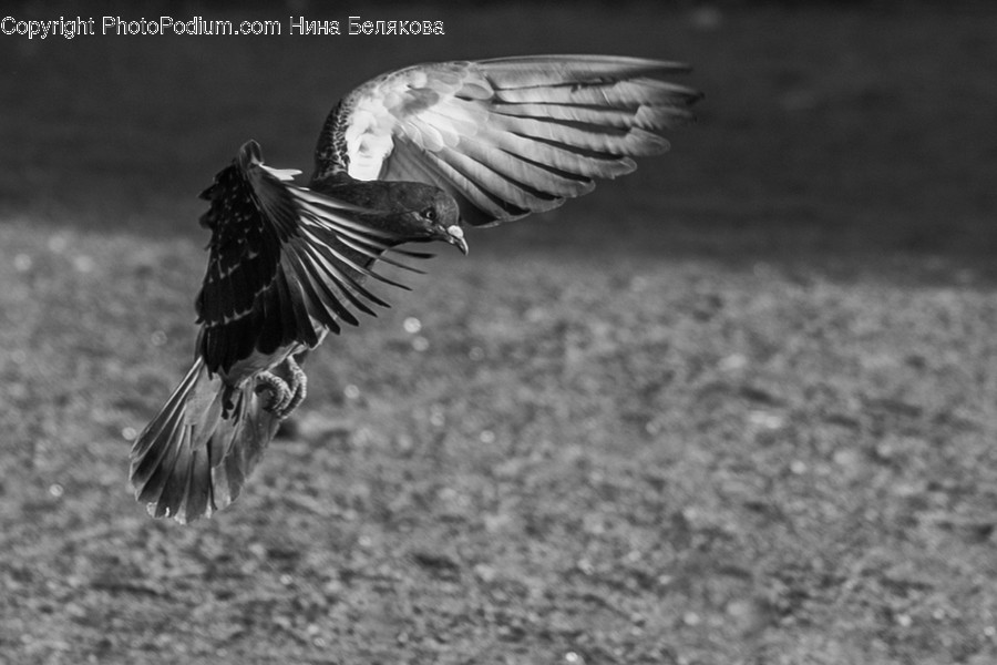 Bird, Animal, Flying, Waterfowl, Pigeon