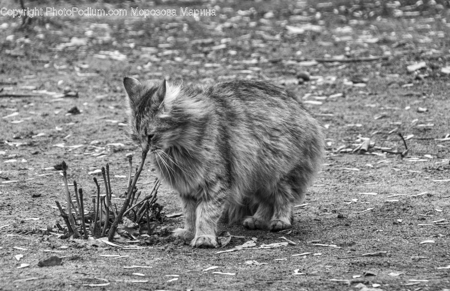 Pet, Cat, Animal, Mammal, Zoo