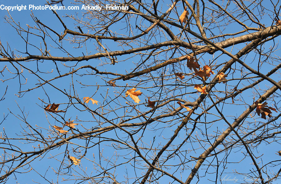 Bee Eater, Bird, Birch, Tree, Wood, Oak, Sycamore