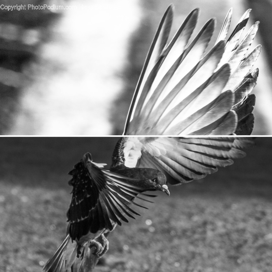Bird, Animal, Flying, Pigeon, Blackbird