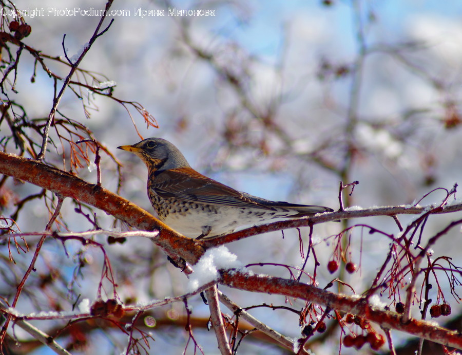 Animal, Bird, Anthus, Finch, Blackbird