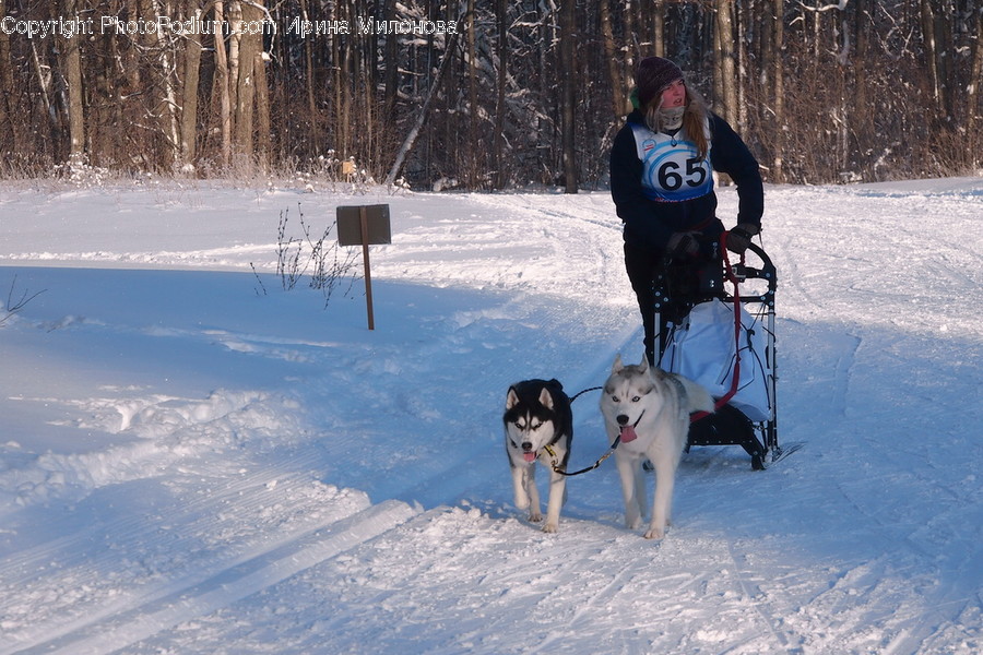 Person, Human, Sled, Pet, Dog