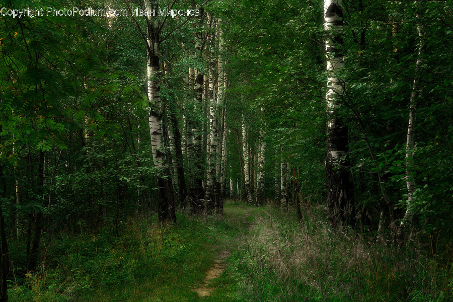 Plant, Tree, Birch, Ground, Tree Trunk
