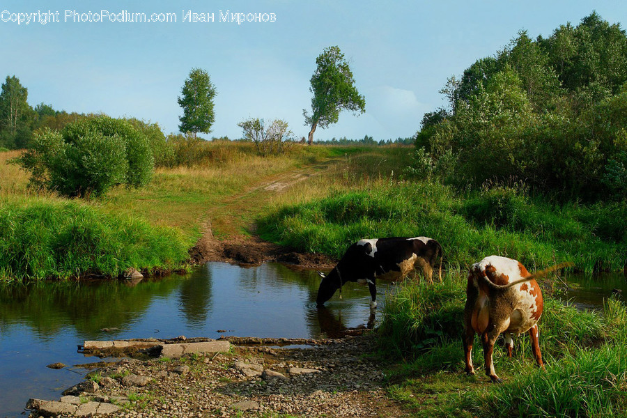 Cattle, Animal, Mammal, Cow, Nature