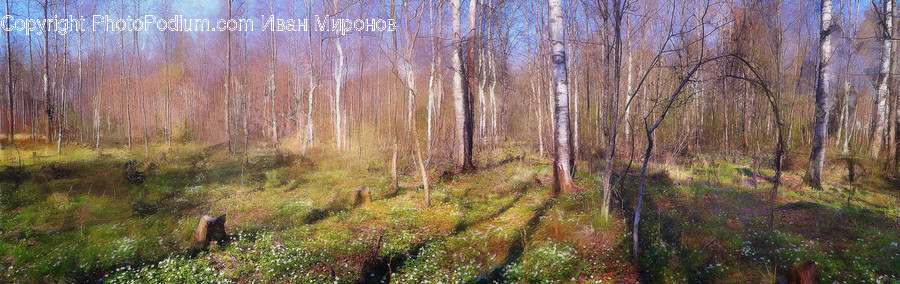 Plant, Tree, Art, Painting, Vegetation