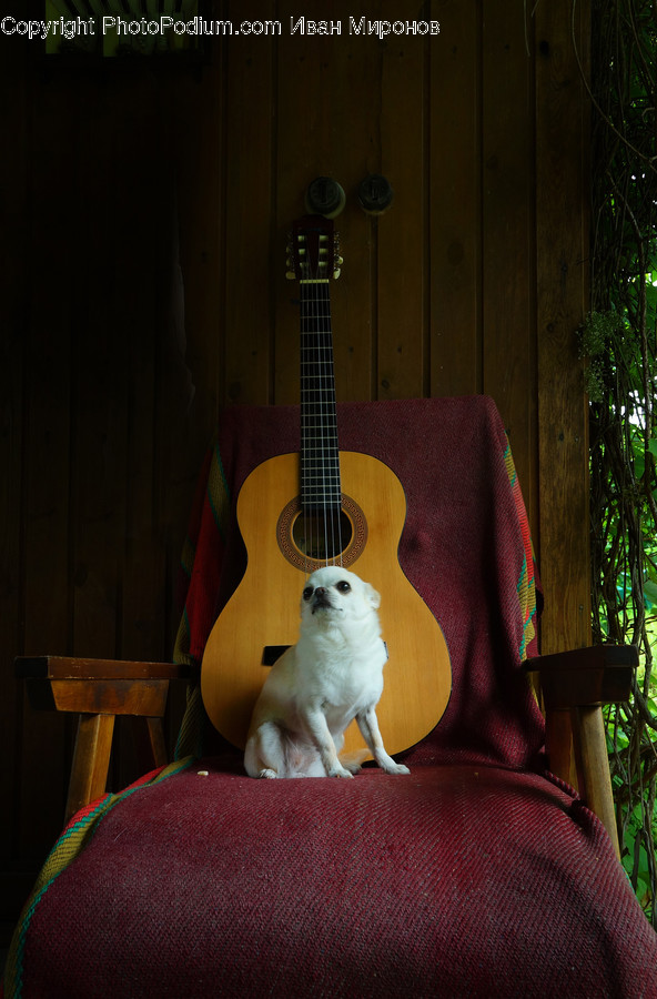 Furniture, Guitar, Musical Instrument, Leisure Activities, Couch