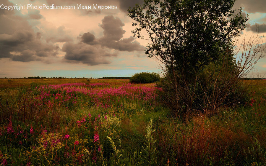 Nature, Grassland, Outdoors, Field, Countryside