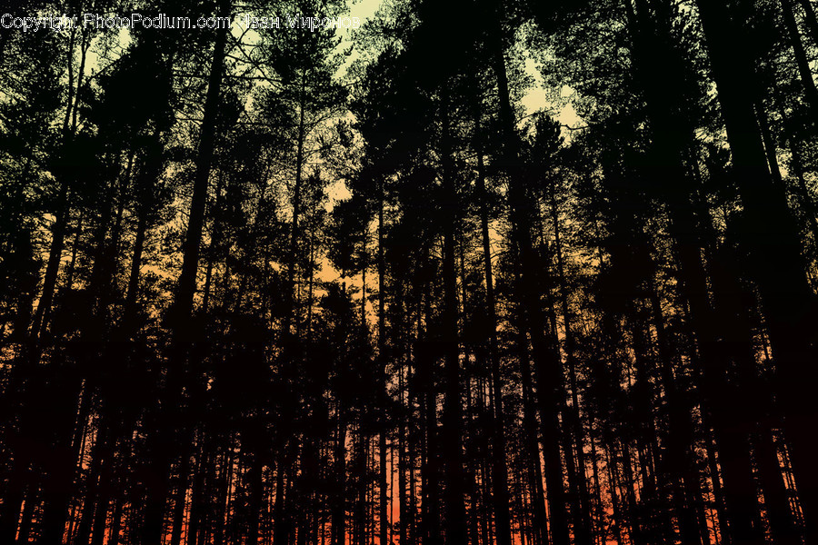 Plant, Tree, Fir, Abies, Fire