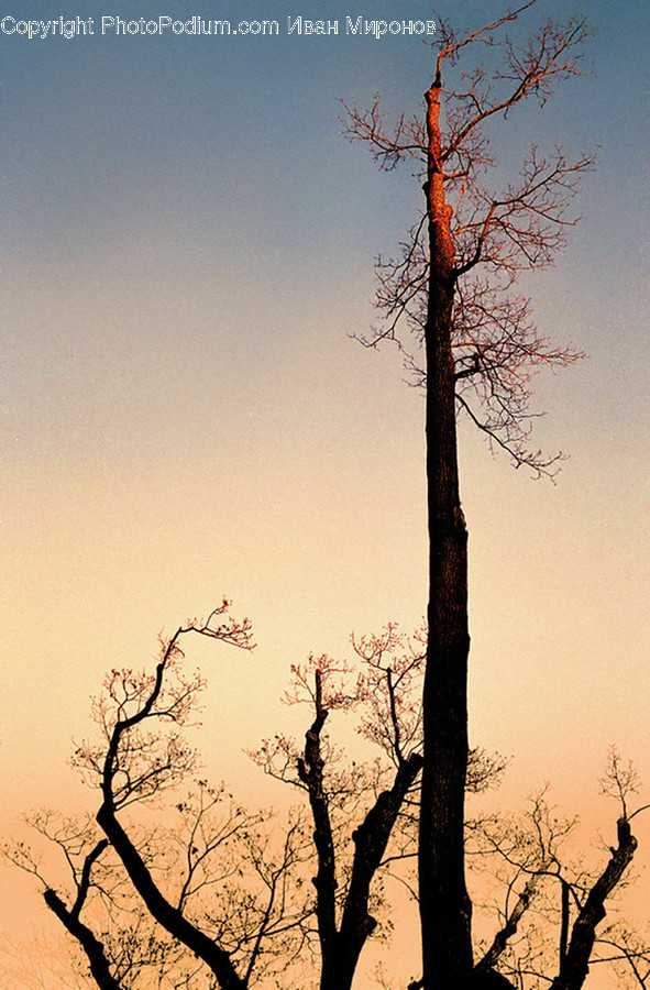 Plant, Tree, Tree Trunk, Nature, Outdoors