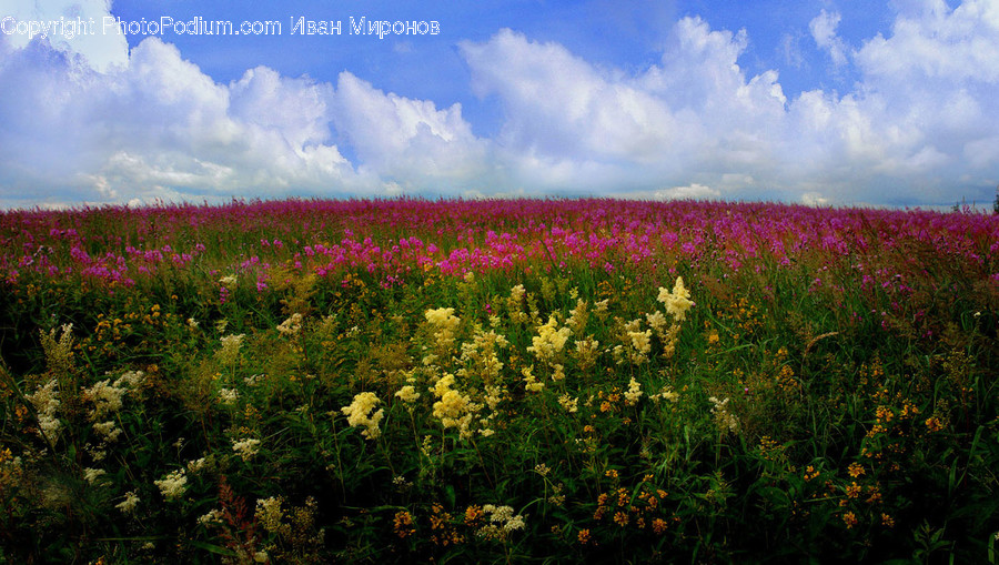 Grassland, Outdoors, Field, Nature, Countryside
