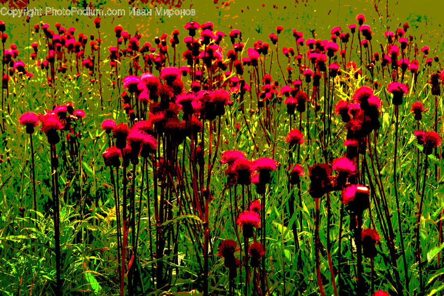 Plant, Blossom, Flower, Field, Poppy