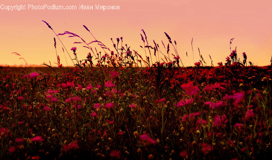 Plant, Grass, Nature, Outdoors, Blossom