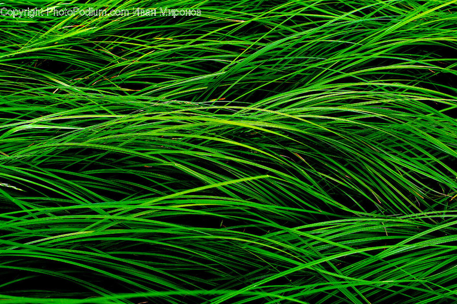 Green, Light, Laser, Machine, Plant