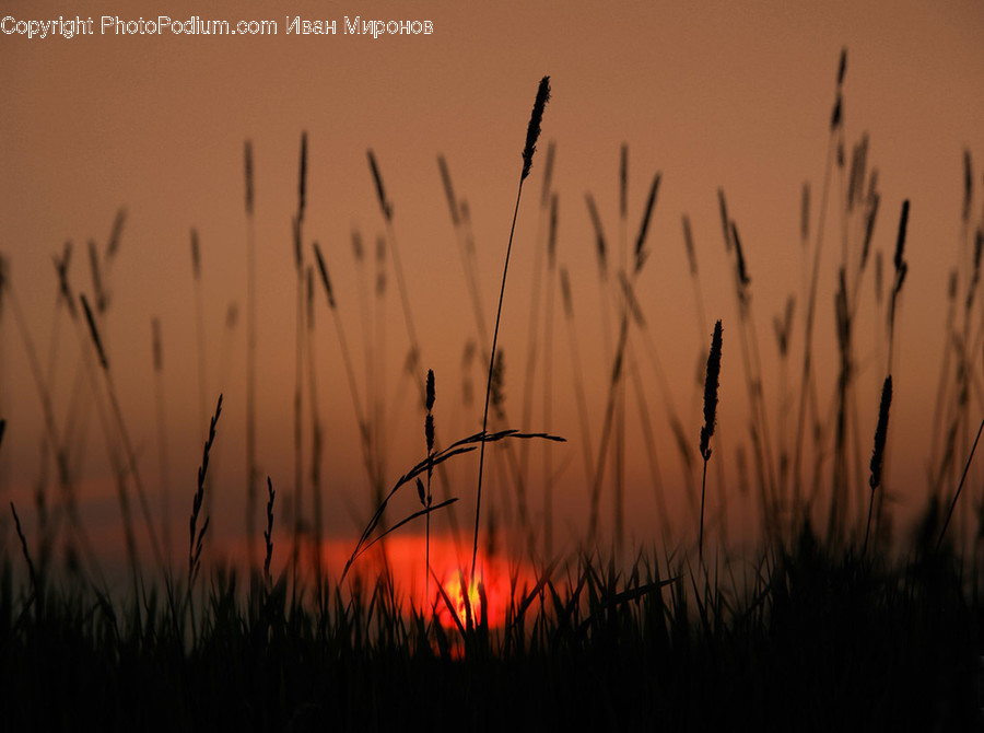 Grass, Plant, Lawn, Reed, Vegetation
