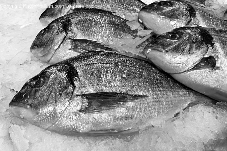 Fish, Animal, Sea Life, Herring, Mullet Fish