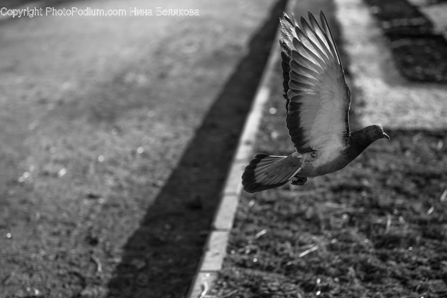 Animal, Bird, Tarmac, Asphalt, Pigeon