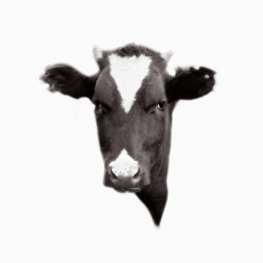 Cattle, Animal, Cow, Mammal, Dairy Cow