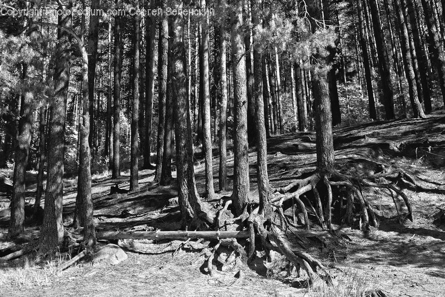 Plant, Root, Tree, Vegetation, Outdoors