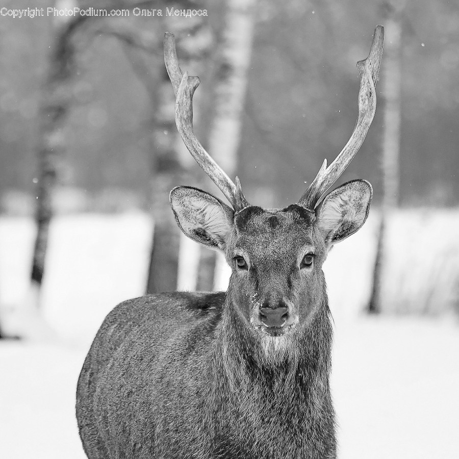 Wildlife, Animal, Mammal, Antelope, Elk