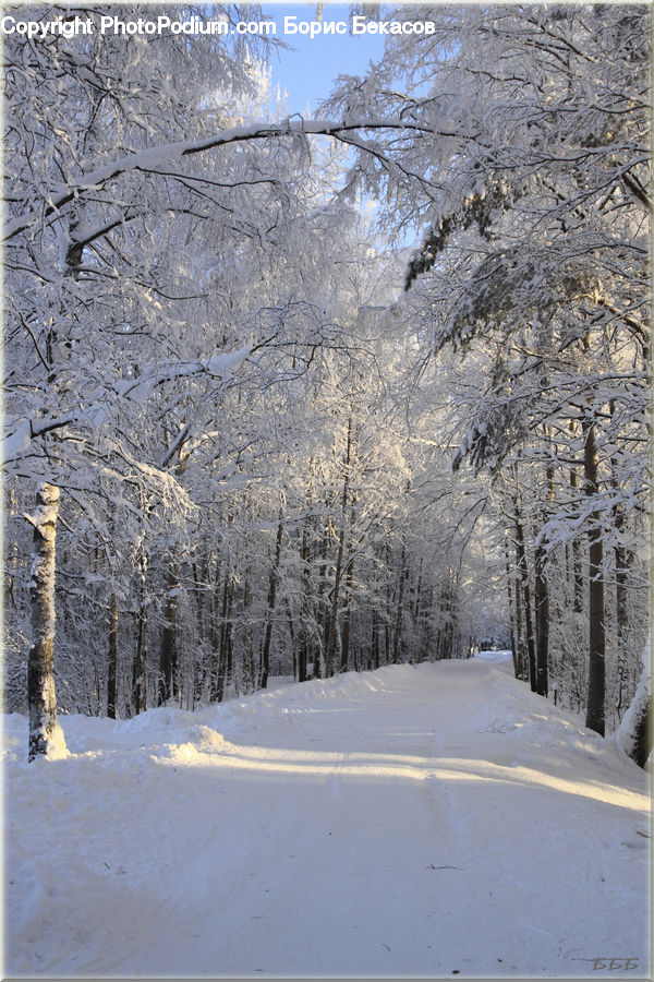 Birch, Tree, Wood, Landscape, Nature, Scenery, Forest