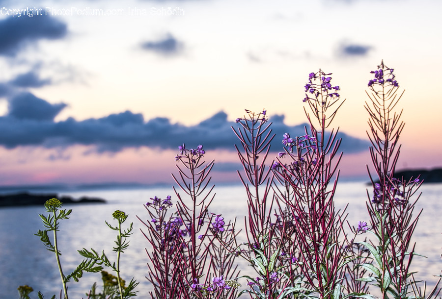 Plant, Lupin, Blossom, Flower, Lavender