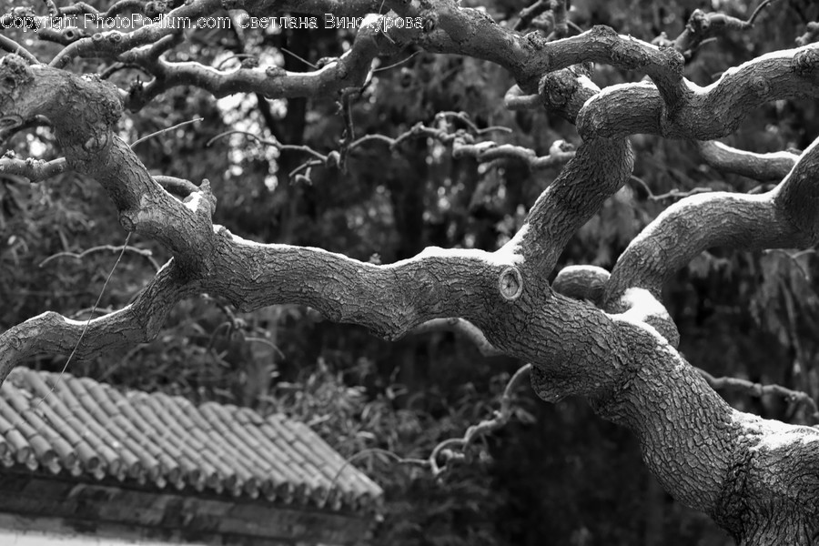 Plant, Tree, Oak, Tree Trunk, Sycamore