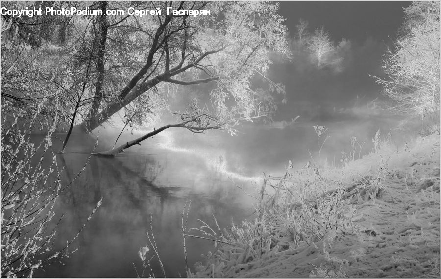 Frost, Ice, Outdoors, Snow, Plant, Tree, Bush