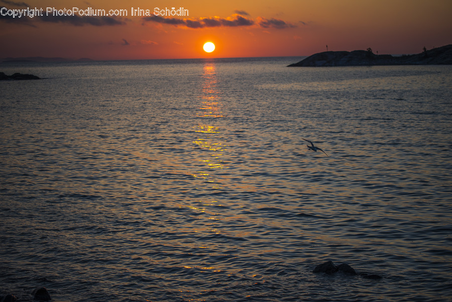 Outdoors, Nature, Animal, Bird, Dawn
