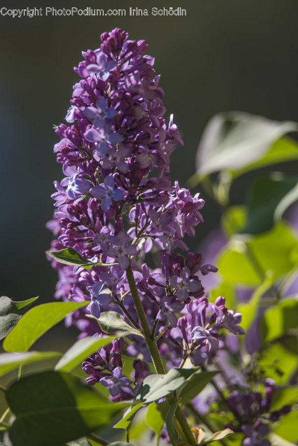 Plant, Blossom, Flower, Lupin, Geranium