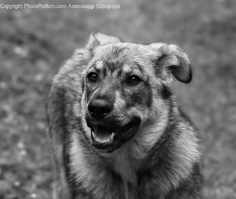 Canine, Animal, Dog, Mammal, Pet