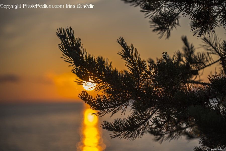 Plant, Tree, Abies, Fir, Conifer