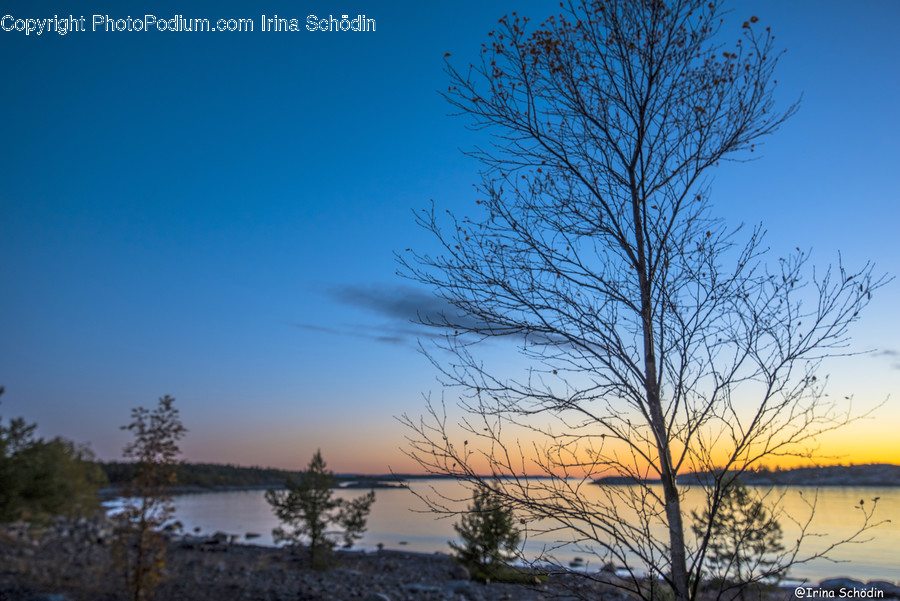 Nature, Outdoors, Plant, Tree, Sky