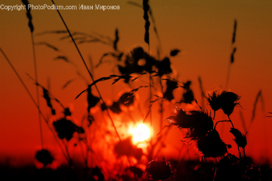 Flare, Light, Nature, Outdoors, Silhouette