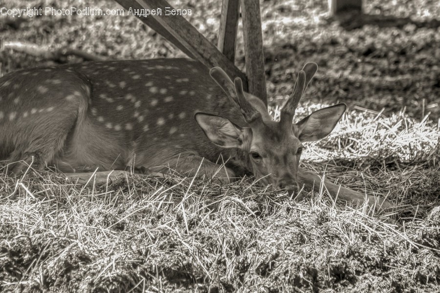 Wildlife, Animal, Deer, Mammal, Antelope