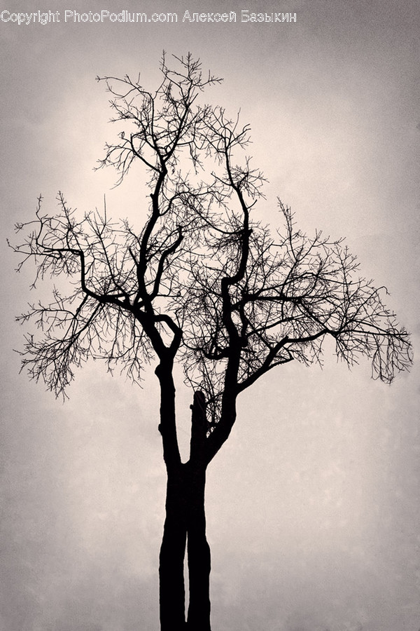 Tree, Plant, Silhouette, Tree Trunk, Oak