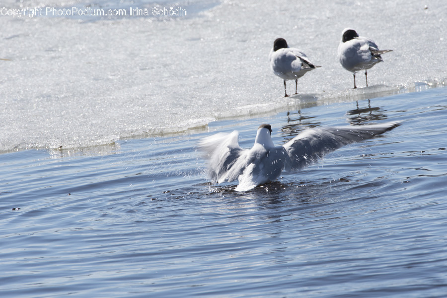 Bird, Animal, Water, Waterfowl, Outdoors
