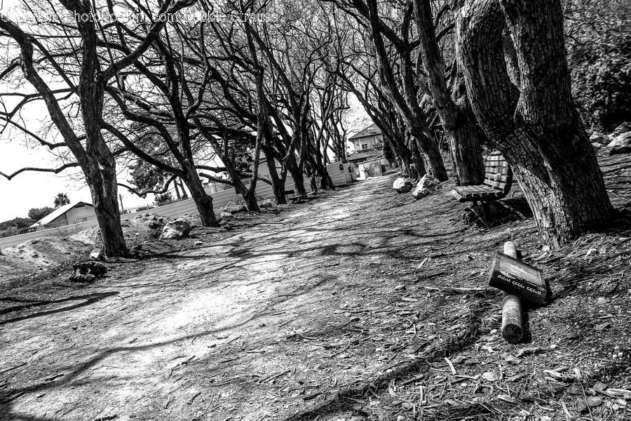 Ground, Plant, Tree, Tree Trunk, Path