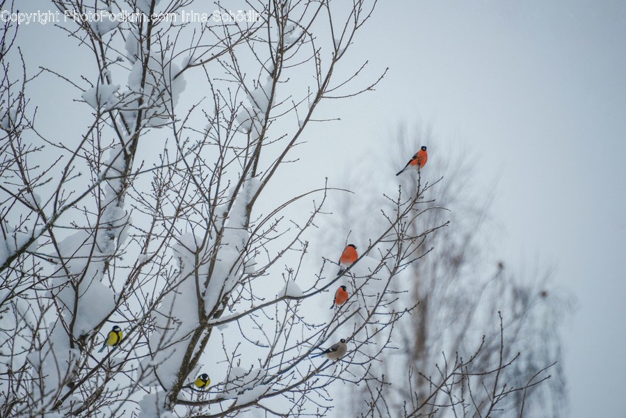 Bird, Animal, Cardinal, Blackbird, Agelaius