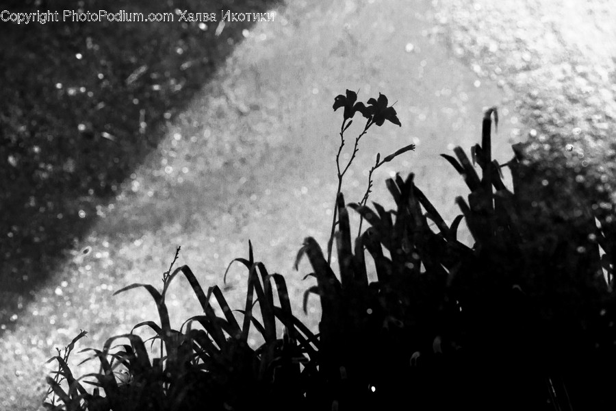 Crowd, Plant, Audience, Jar, Potted Plant