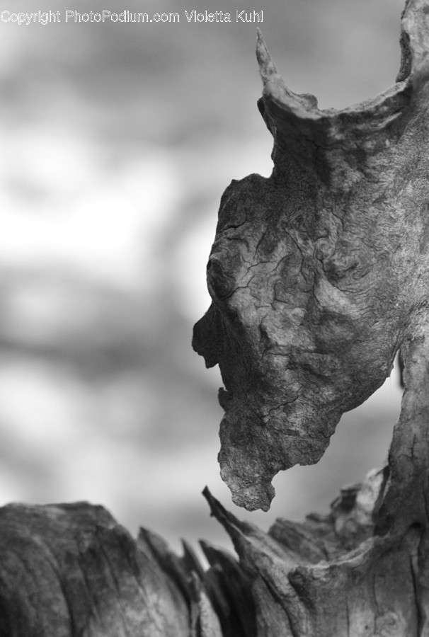 Rock, Plant, Animal, Art, Sculpture