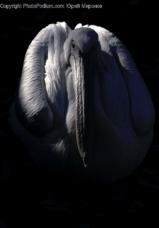Animal, Waterfowl, Bird, Elephant, Wildlife